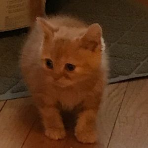 Meet your Posher, Terrell